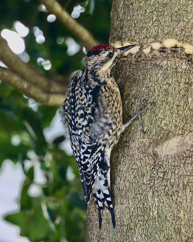 Yellow-bellied Sapsucker girdling holly by Andrew Mcartney is licensed under CC BY-SA 4.0.